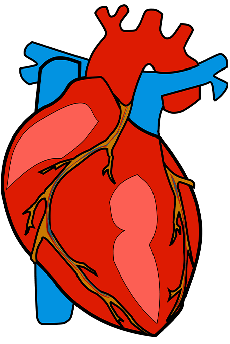 Heart Care Services by Divanaya Health - Leading Cardiologist in Patna, Offering Angioplasty, Heart Surgery, and More